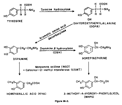 L Tyrosine عملية الكيمياء الحيوية