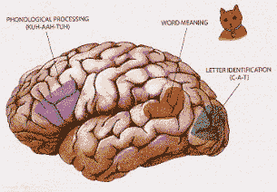 دماغ