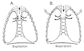 الشكل الصدري التنفس