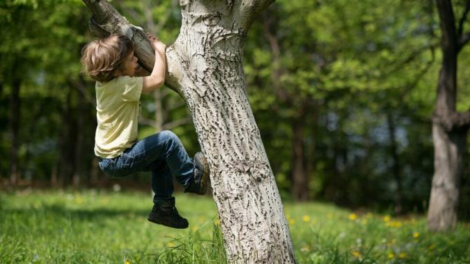 صبي صغير تسلق شجرة.